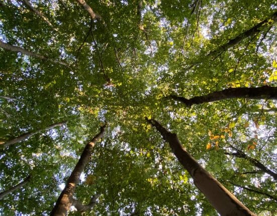 Aokigahara, Hutan Tempat Bunuh Diri di Jepang