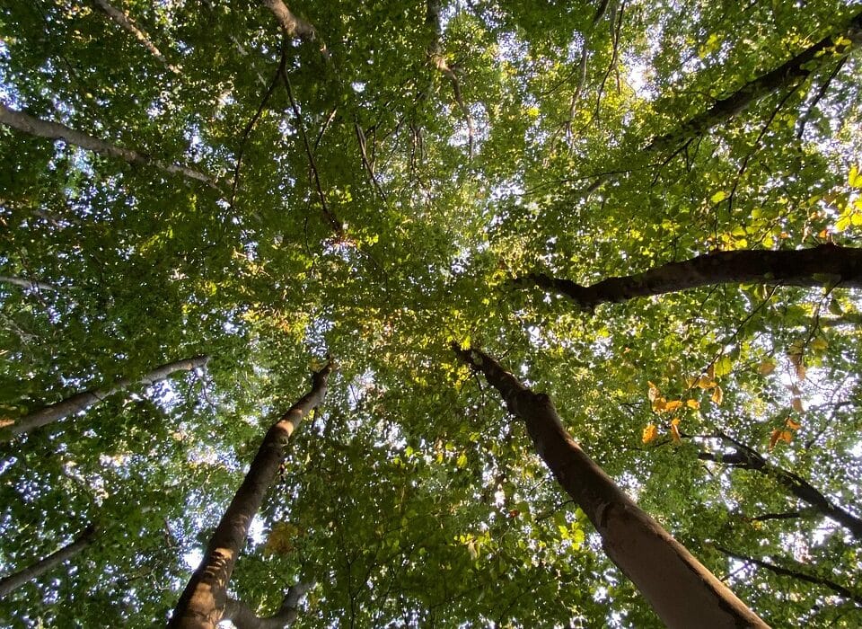 Aokigahara, Hutan Tempat Bunuh Diri di Jepang