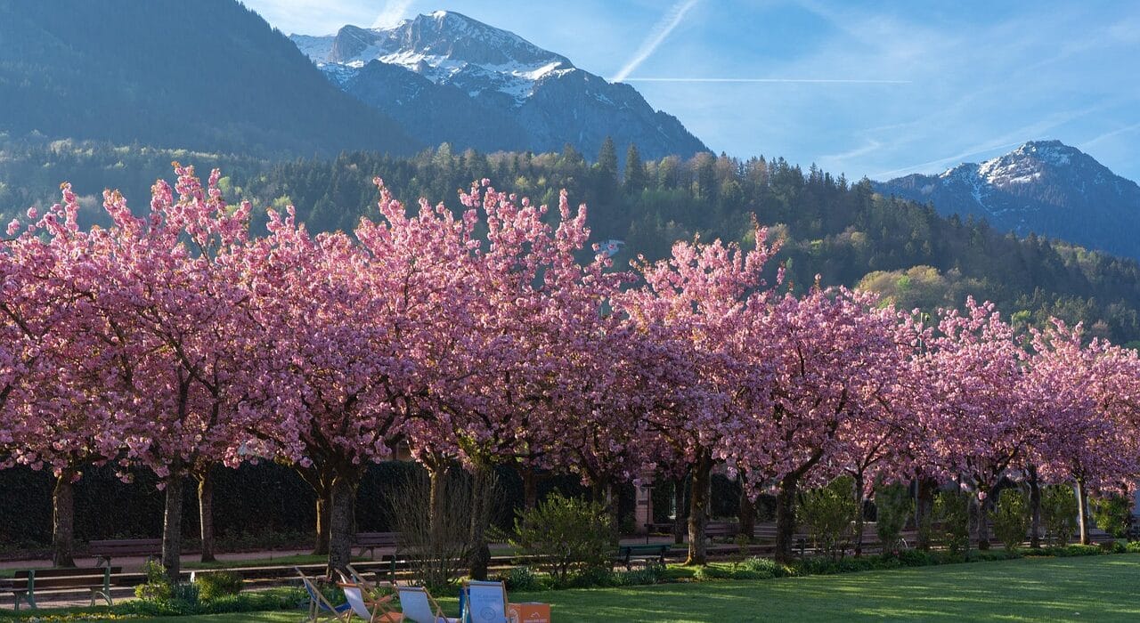 Merayakan hanami dengan piknik di bawah pohon sakura