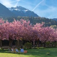 Merayakan hanami dengan piknik di bawah pohon sakura