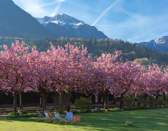 Merayakan hanami dengan piknik di bawah pohon sakura