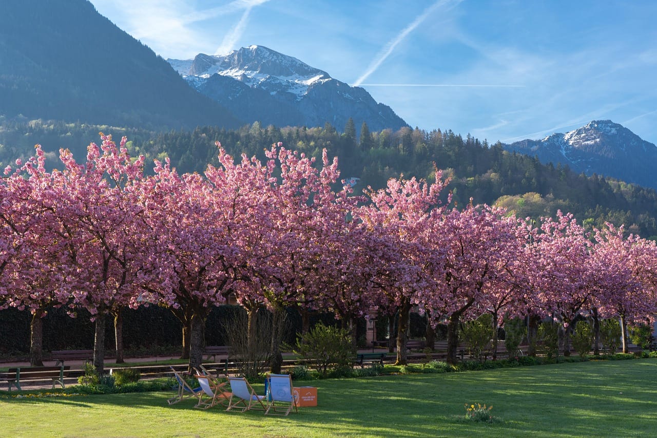 Merayakan hanami dengan piknik di bawah pohon sakura